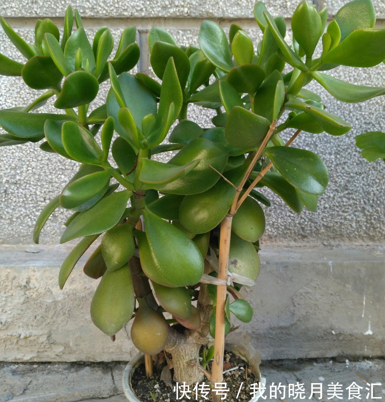 玉树|玉树长得慢?2个方面来改善,长势快、枝干壮、能开花、变老桩