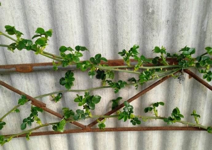 月季春天压一压，一个芽变“一排芽”，枝繁叶茂好开花