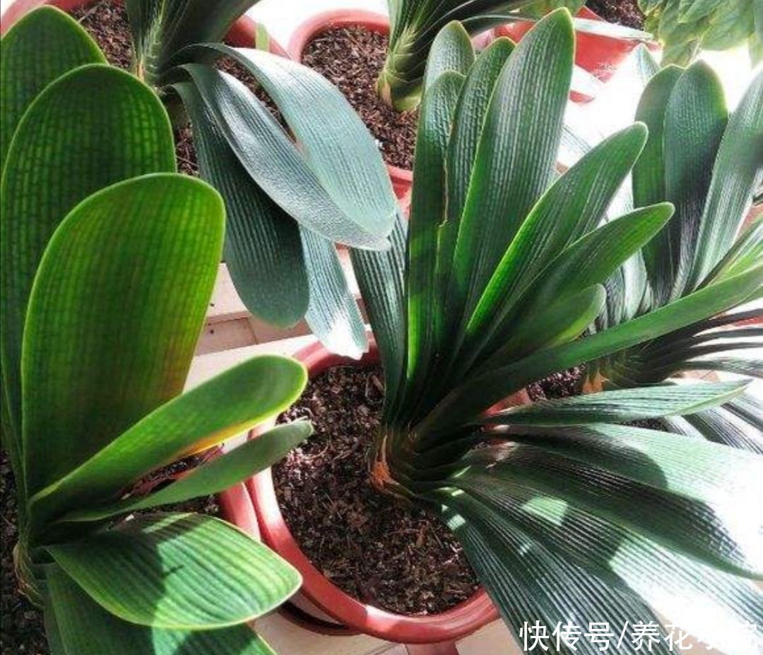 养花|养君子兰,用3种“花土”,植株长得旺,叶子宽厚