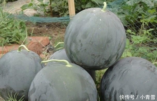 曾经风靡一时的“黑皮西瓜”,为何现在很少见了?原因让人意外