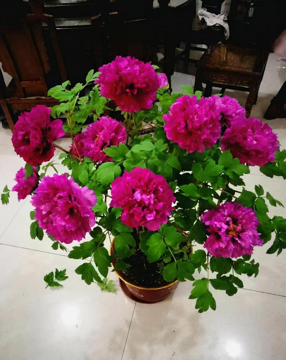 老桩|6种富贵花,全都“寿命长”,轻松养成老桩,越大越“旺家”