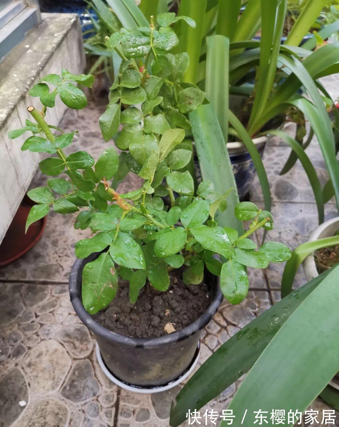 换盆时机到了，有这花赶紧换，换完立马疯长！