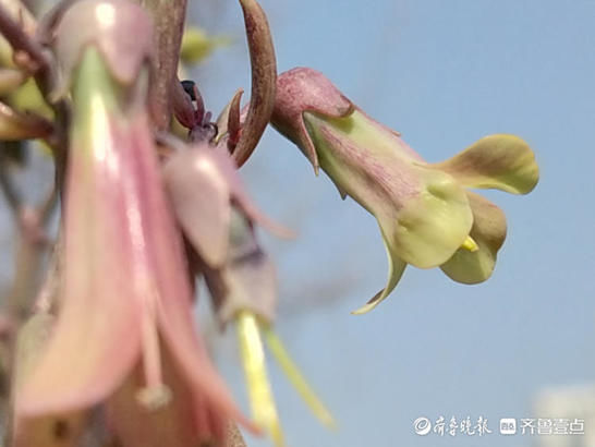 牛年好兆头，落地生根开花了