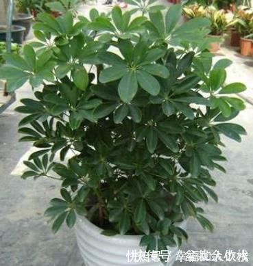 想在客厅养花就选这“5种”,它们好看又好养,一月浇一次水就行