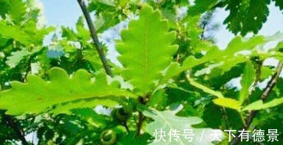 冬病夏治|女性宫寒高发期，常用此物泡水喝，暖宫排污血，美容排毒