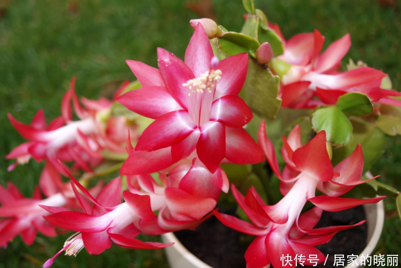 花苞|入冬了还不见蟹爪兰冒花苞,来几招催花好方法,立马就能见花苞