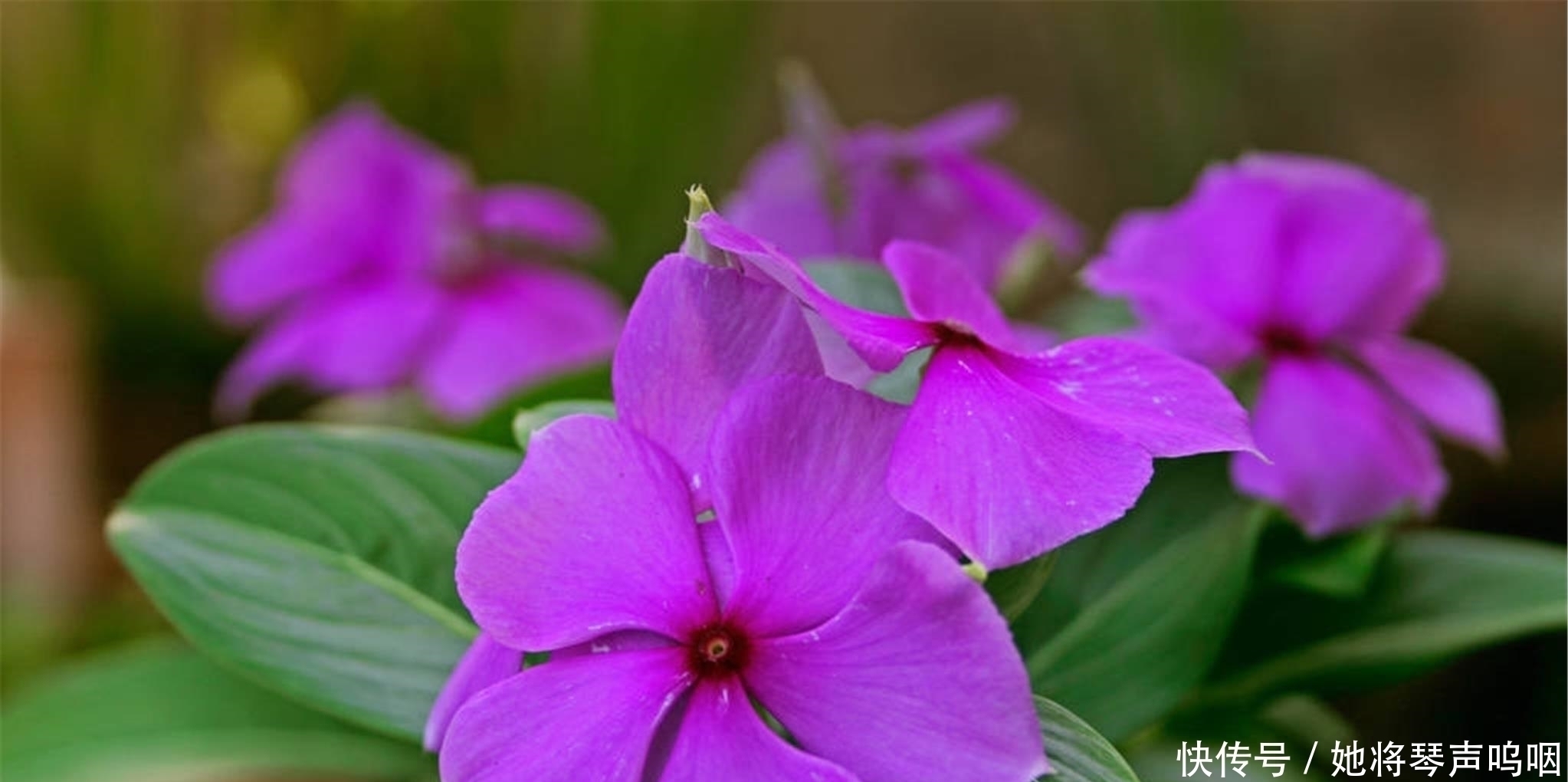 天竺葵|6种花“养小不养老”,越老越不好看,赶紧剪一刀