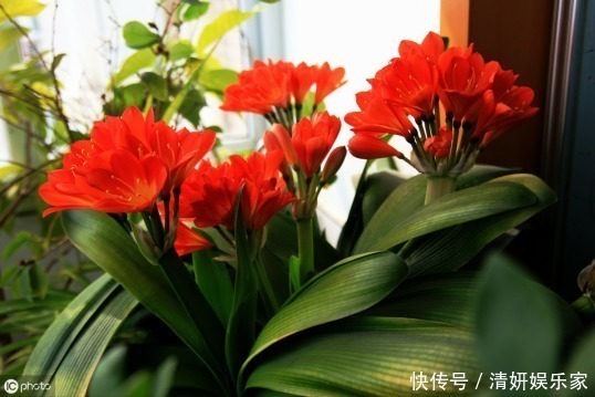 花卉|什么富贵竹、发财树都不如养“4种”花,旺财又镇宅,越养越值钱