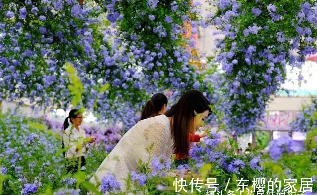 这4种花,适合在秋季进行扦插繁殖,快行动起来吧!