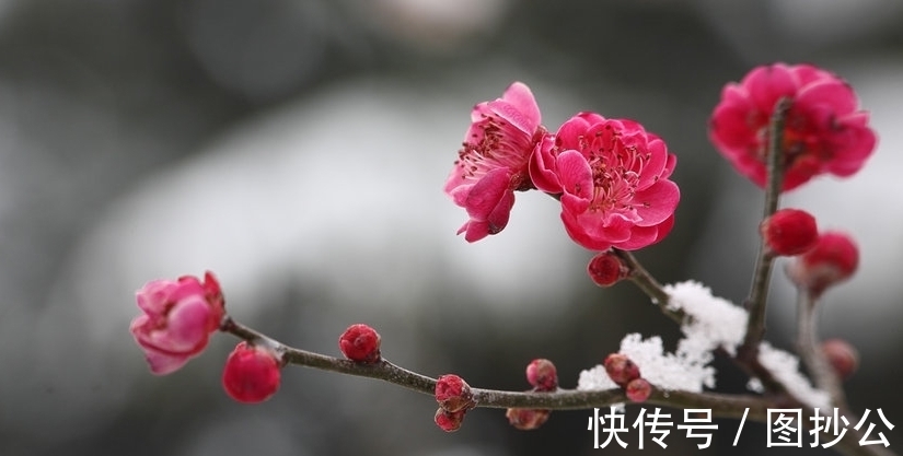 梅花！诗词原创：七绝5首岁杪天寒有感｜江南风雪无人管，只有梅花满眼开