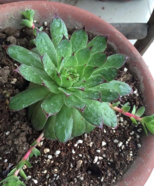 秋天养“观音莲”,别忘摘点芽繁殖,一棵变10棵,来年又长一大圈