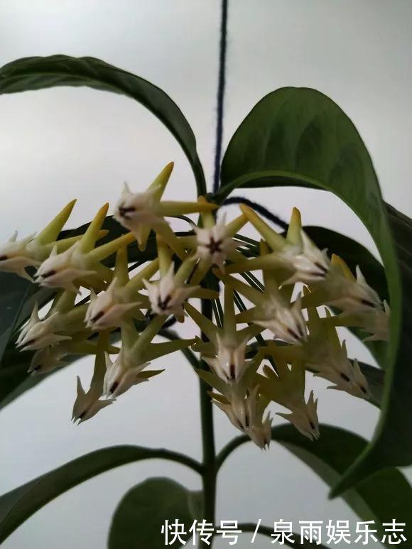 天竺葵|5种花不用管，盆栽地栽都好养，自己就能长成大花球，花开还惊艳