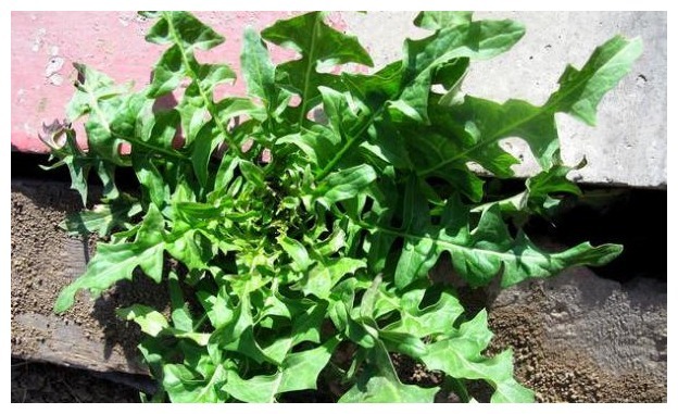 甲醇|6种易“伤身”的蔬菜,家家户户还经常吃,劝你少碰为妙