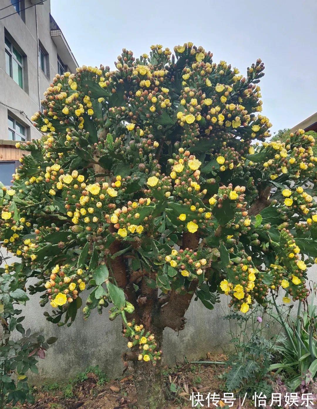 朱顶红|花也能成精，养成巨无霸，一次开花50朵，比小孩还高！