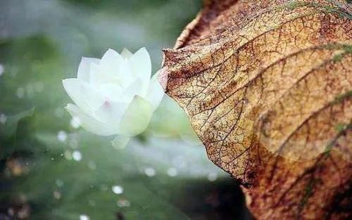 天花&原来这三个意境无比美丽的成语来自佛教,看完心境都美了