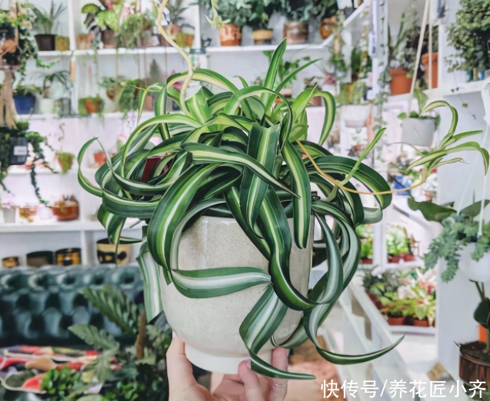 油画|油画吊兰已严重掉价,今年它是“贵族”吊兰,好养而且很“洋气”