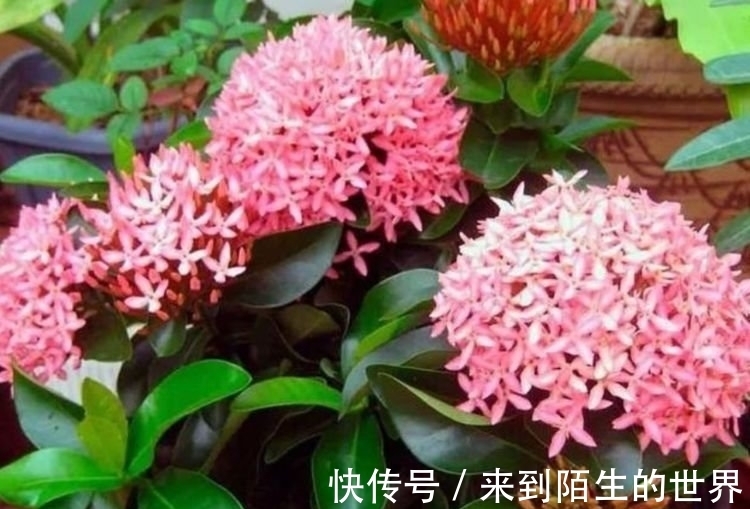 花色|几种漂亮花，是花卉中的“佼佼者”，漂亮贵气又好养，聚福纳财