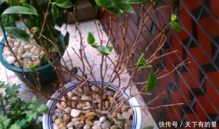 茶花剩下“光杆”还“有救”,只需给它做4步,快速长出新叶子!