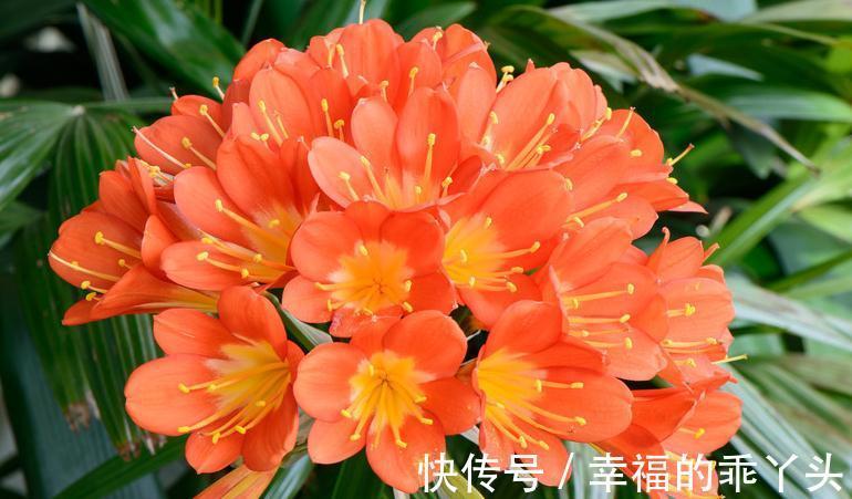 看看你养的君子兰到底属于哪个品种，如果不知道那就来看看吧