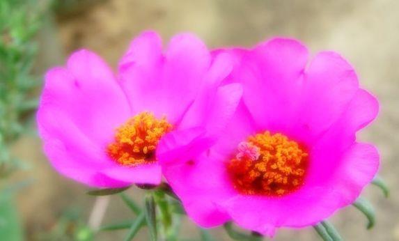 几种植物养在阳台，花色繁多易爆盆，娇艳欲滴，开出一片花海