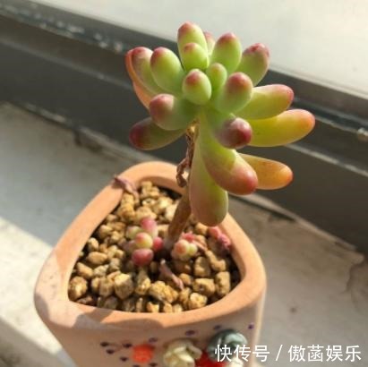 养花难不如盆栽多肉乙女心,既好看又好养,学会扦插法秒变多株