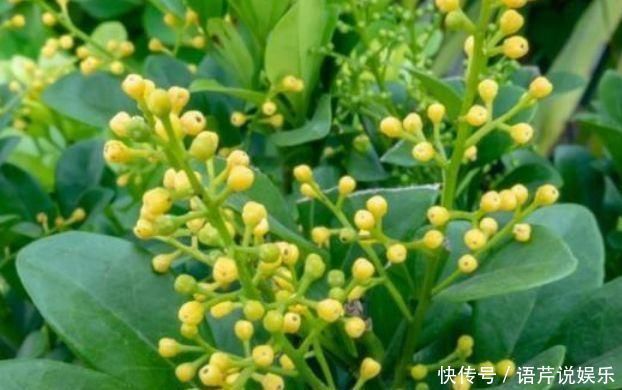 浇水|总爱给花浇水那就养这4种花,不怕浇,还越浇越旺
