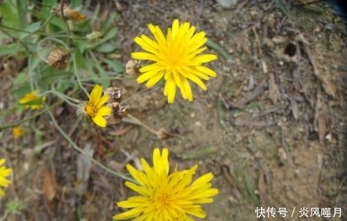 炎症|农村随处可见的野菜,城里人把它当宝贝,没想到它能治疗多种炎症