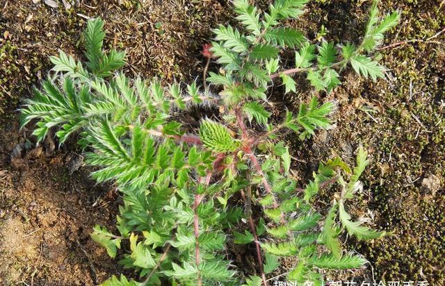 野生植物|农村常见的野生植物,农村娃视其为零食,殊不知可以入药