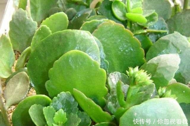 这两种盆栽还要买?摘片叶子,随手一插就能活,送人都送不完!