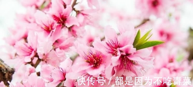 白居易|元稹的《桃花》和《菊花》,写得无比凄美,同时也很是悲伤!