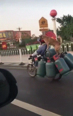 |搞笑GIF动图,给家里的金毛洗个澡之后,它自闭了!