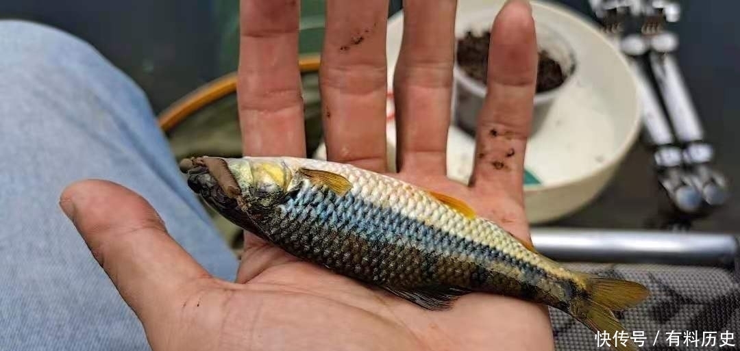 溪石斑,鱼体虽小价格昂贵,很多钓鱼人根本不懂如何垂钓!