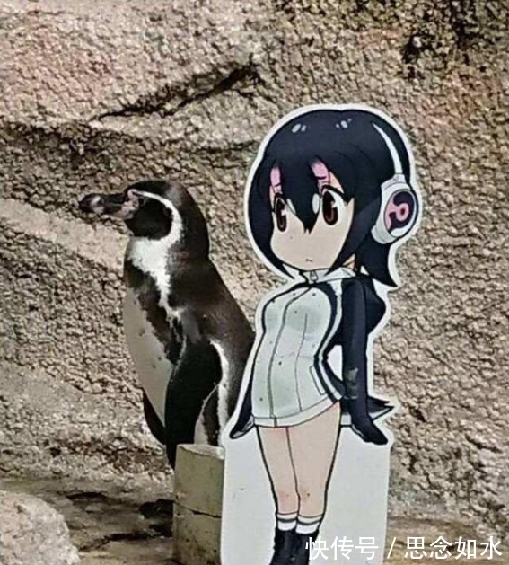 二次元|神奇吗?虽然很疯狂却是真实发生的事情