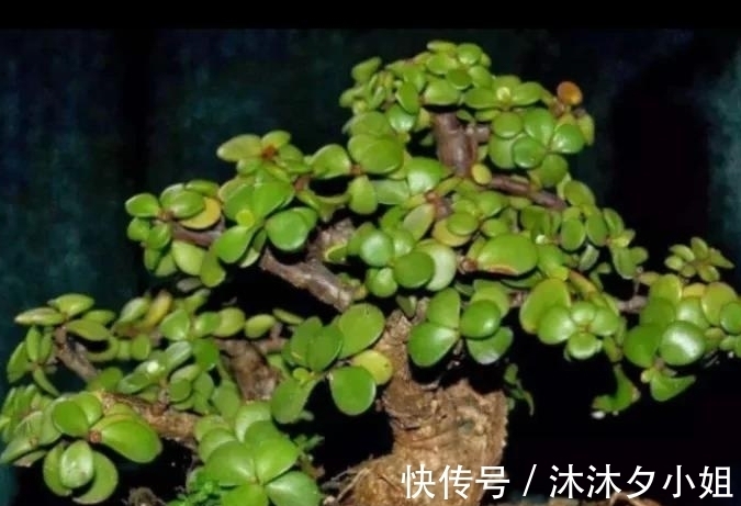 新手|全民公认好养的11种多肉,新手也能养好,成活率高,出状态艳