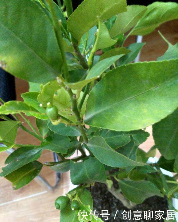 果子|盆栽柠檬只开花不结果？春天做好4件事，夏天果子满枝头