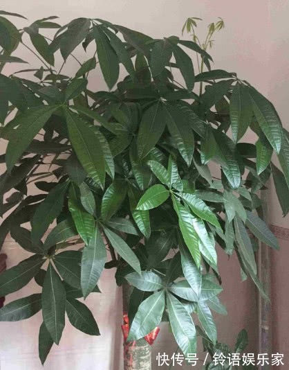 家养发财树,掌握关键几点,不黄叶不烂根,1年猛长半米高!