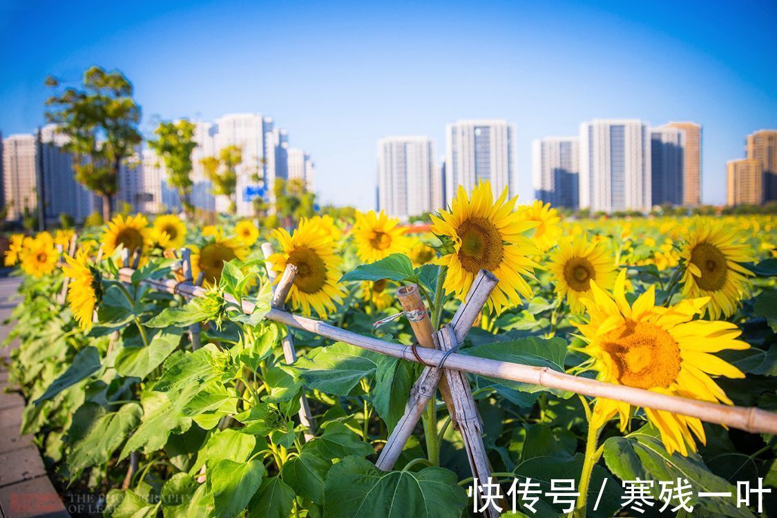 北大门|杭州又一网红打卡地，260亩超大面积向日葵花海，太美了就在城北