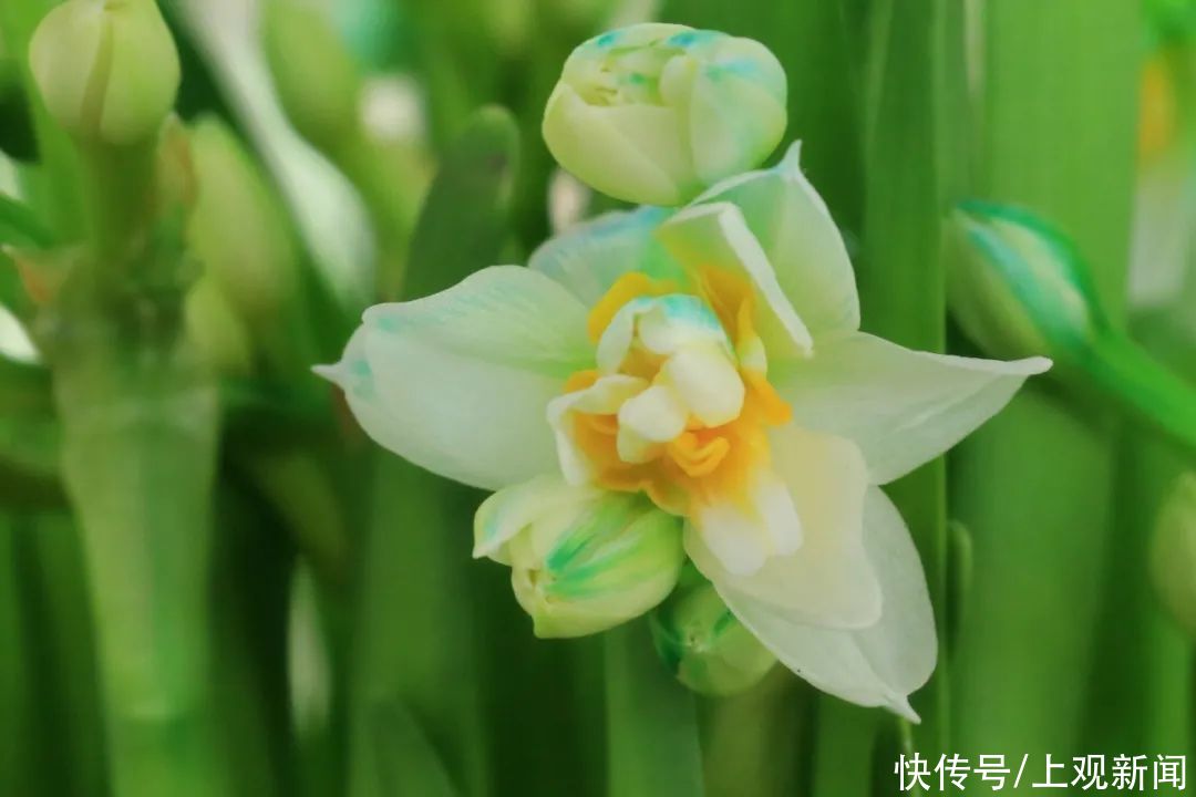 崇明|赏花正当时！花博南园姹紫嫣红，花色纷呈