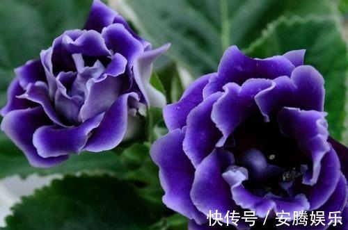 新手养花,不如养盆花中精品“六雪尼”,花期超长,养护简单