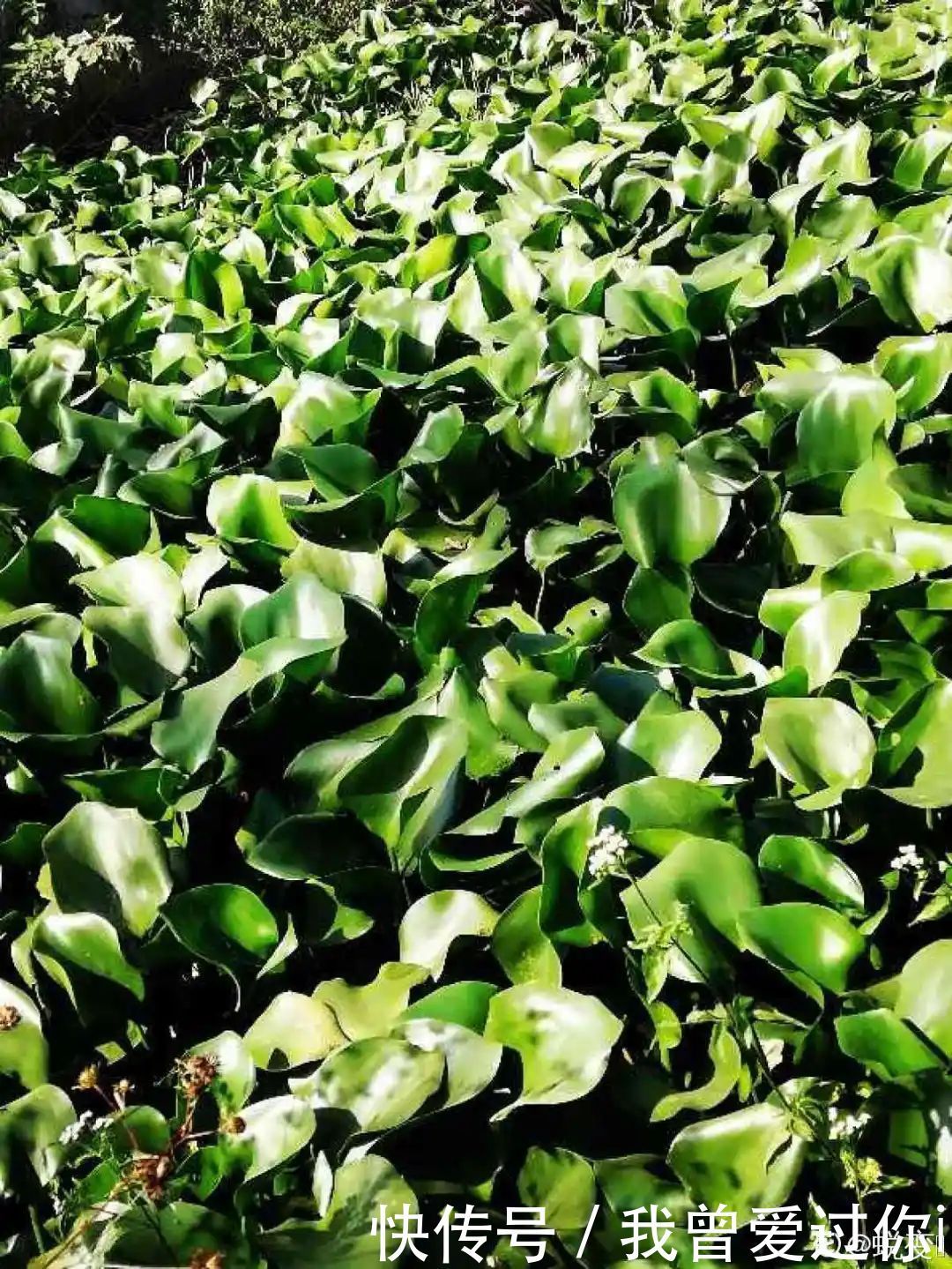 养花知识这花是个大“祸害”,20元一棵还有人买,到底为啥