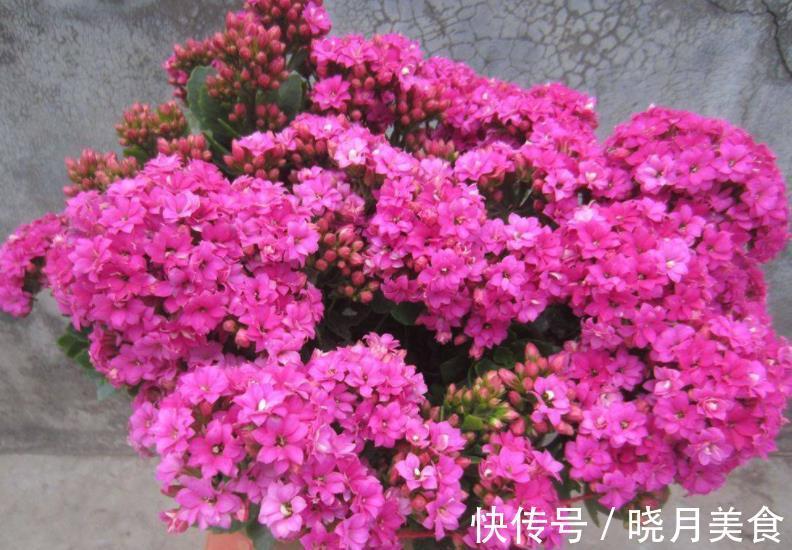 新手须知:秋冬养长寿花,5个要点要谨记,做好了才能早开花