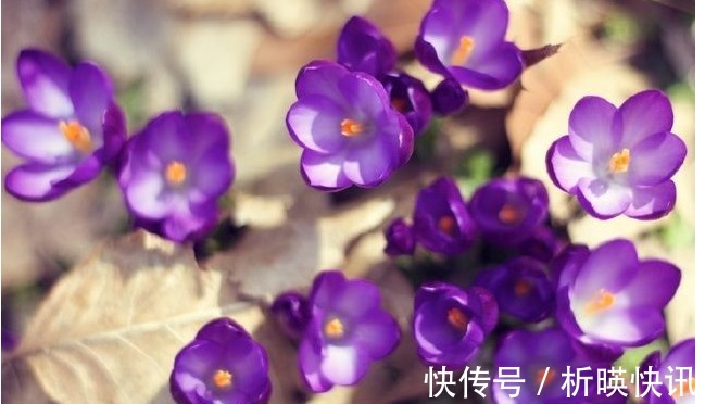 把以下叶子随手插土里,两周长出一盆少见的盆栽,花朵比叶子好看