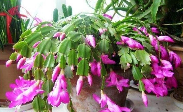 沙土|最厉害的养花营养液,蟹爪兰喝一勺,不掉花苞不黄叶,蹭蹭开一盆