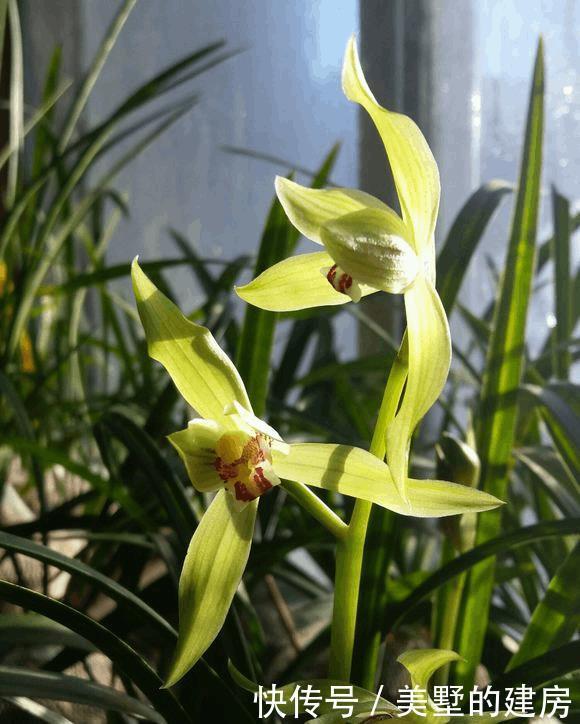 兰花烂根,动个“小手术”,兰花就能起死回生了!