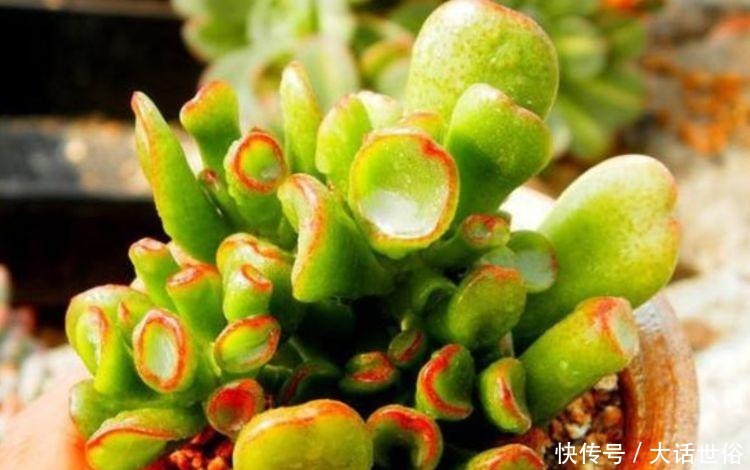 几款艳丽的花卉,漂亮好闻,财源滚滚来,招财又开运,你养了吗