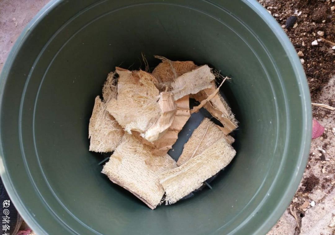 10个偏方,能省不少钱,把花养的又肥又壮