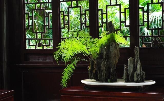 家居环境里|家庭盆景正确的摆放姿势,从4个方面来考虑,解决盆景放置的窘境
