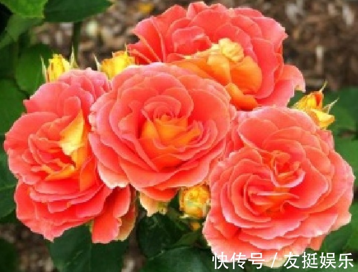 喜欢菊花，那就养“精品玫瑰”浪漫宝贝，高贵优雅，端庄秀丽！