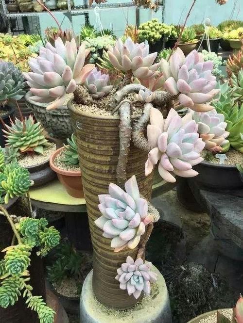 养多肉植物,了解掌握几个技巧,很快长成老桩,邻居看了都羡慕