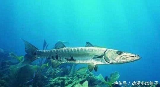 世界|世界上最有骨气的鱼,一旦被捕就会自动“炸鳔而亡”,你见过吗?